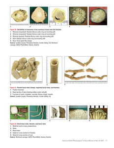 Kava Rhizome and Root